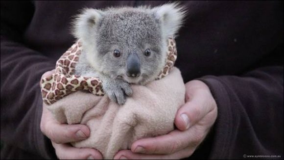 [BABYMETAL]最愛ちゃんのコアラ抱っこした写真マダーーー？ ： BABYMETALの黙示録